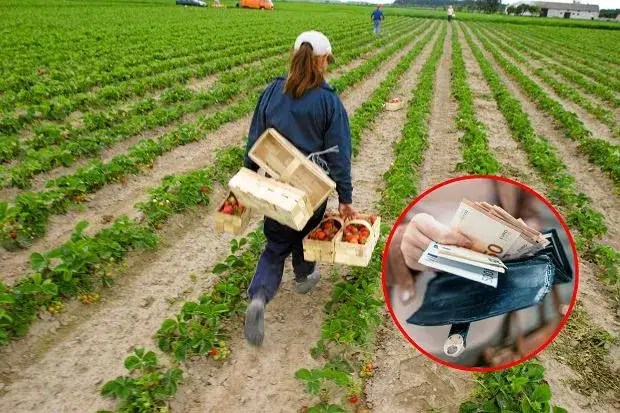 Ile można zarobić na borówkach w Niemczech? Zaskakujące fakty o wynagrodzeniu