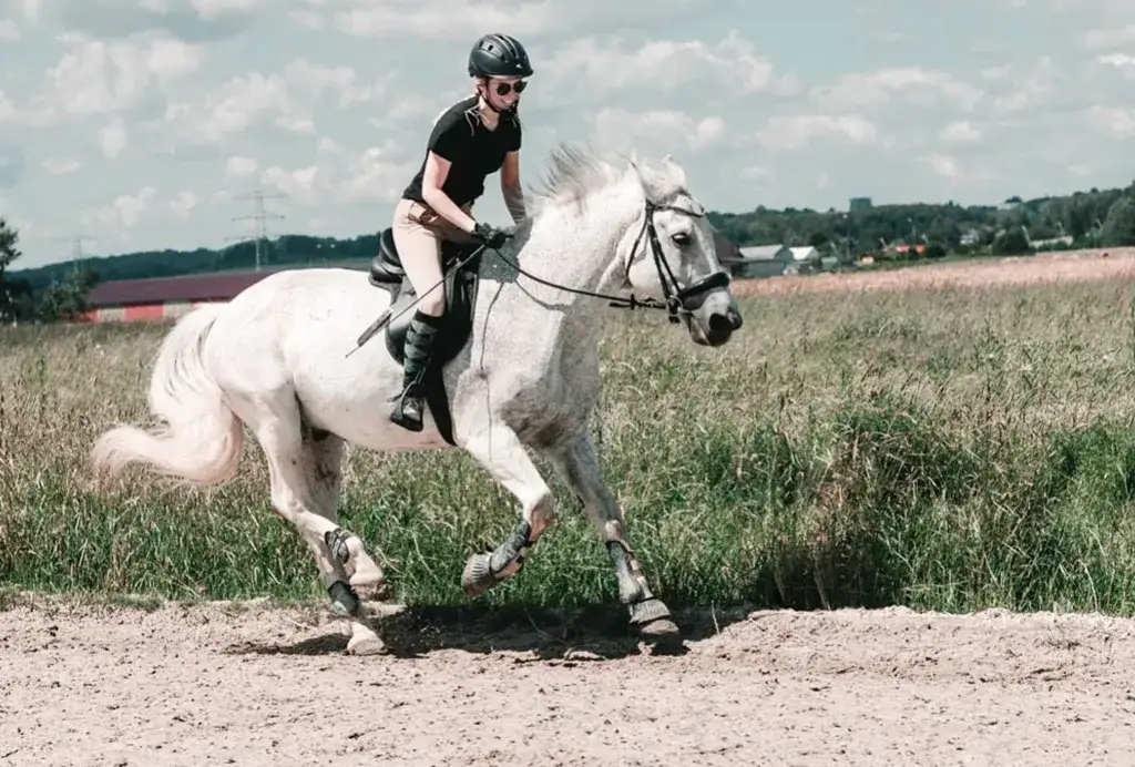 Z jaką prędkością biegnie koń? Odkryj zaskakujące fakty o szybkości koni