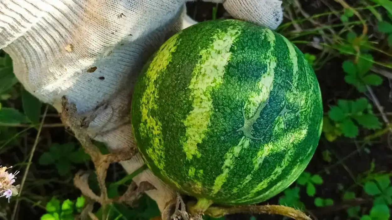 Gdzie rosną arbuzy? Od Chin po Polskę - mapa upraw