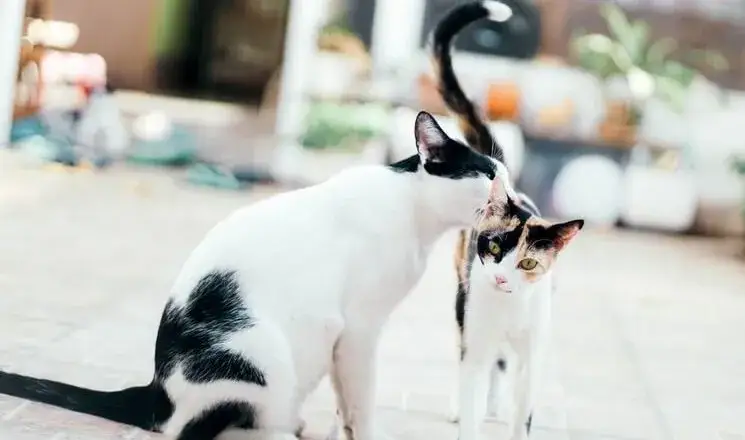 Ile trwa rujka u kotki? Poznaj zaskakujące fakty i porady