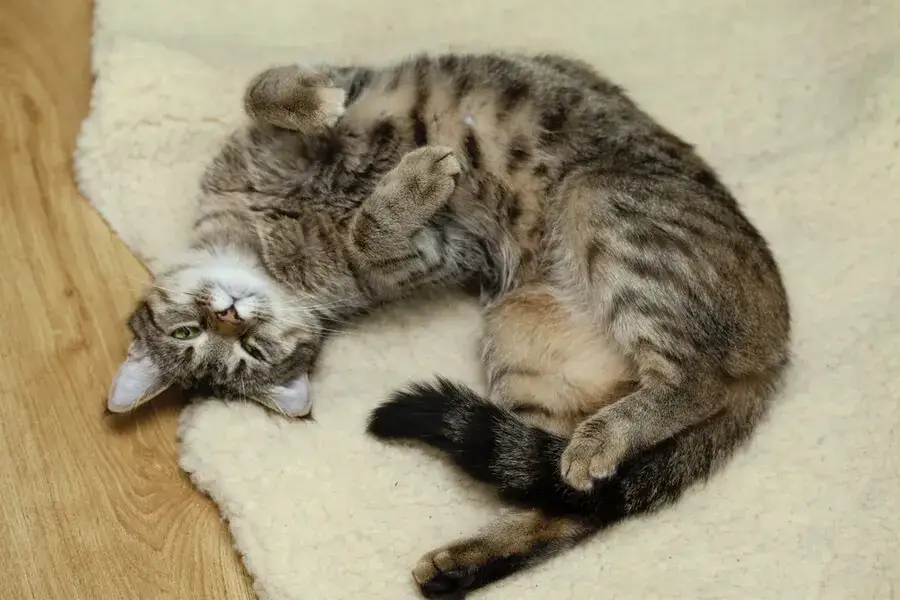 Ile trwa ruja u kotek? Poznaj długość cyklu i jego objawy