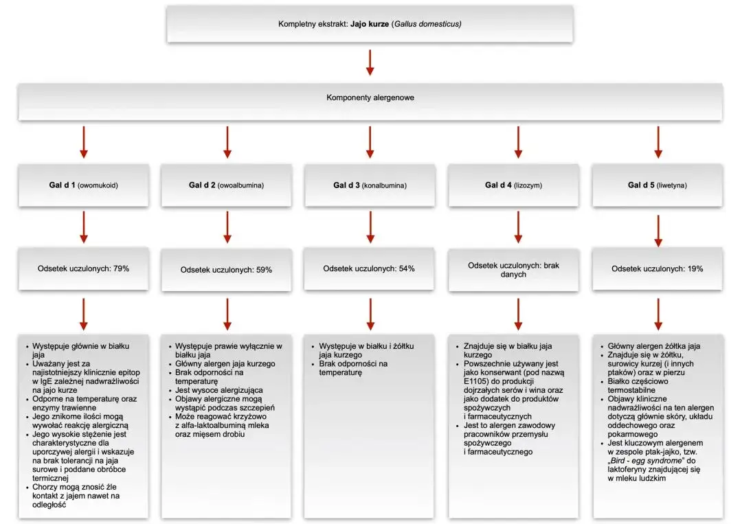 Co uczula w jajku: białko czy żółtko? Poznaj różnice i ryzyko