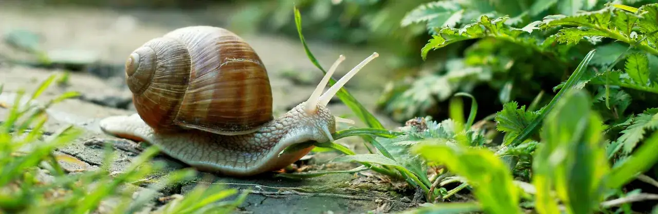 Ślimak w skorupie pełzający po trawie i ziemi, otoczony zielonymi liśćmi.