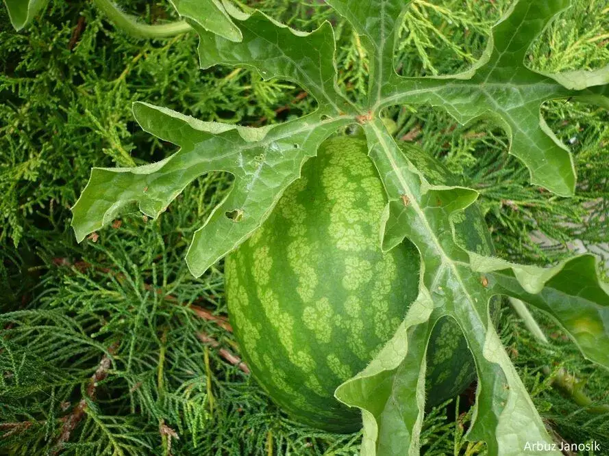 Gdzie rosną arbuzy? Znajdź najsłodsze i wybierz idealny owoc!