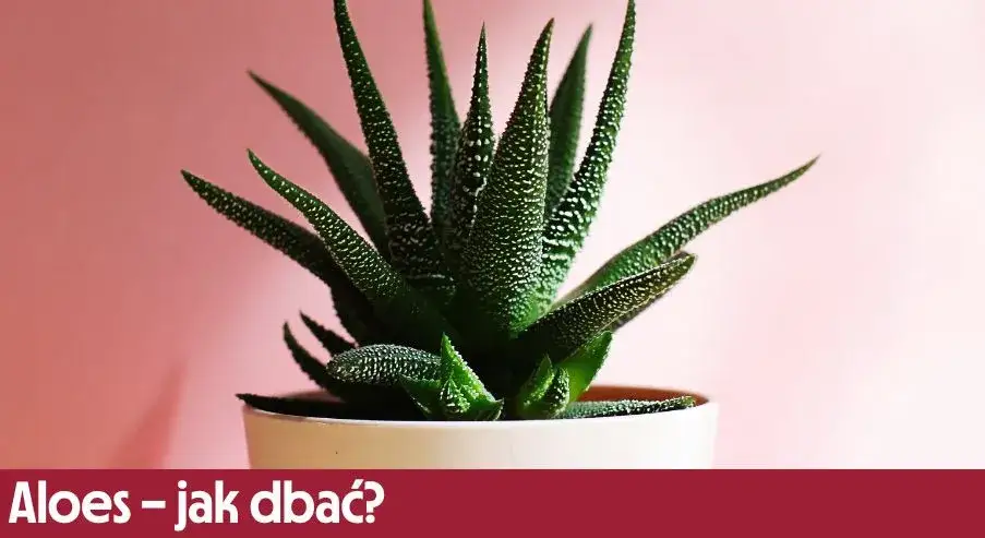 Jak przycinać aloes? Prosty przewodnik po zdrowej roślinie