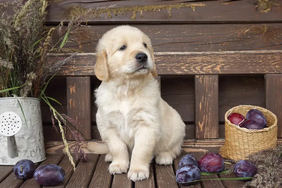 Czy pies może jeść suszone śliwki? Dowiedz się, dlaczego to niebezpieczne!