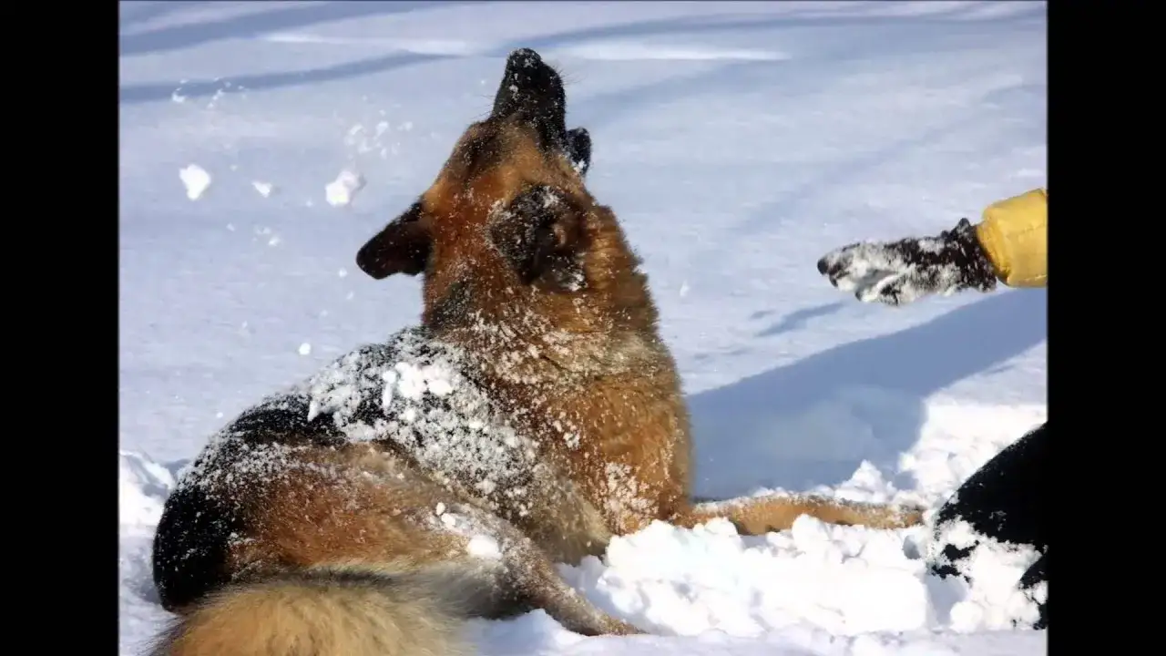 Reinkarnacja psa – czy naprawdę możemy znów spotkać naszych pupili?