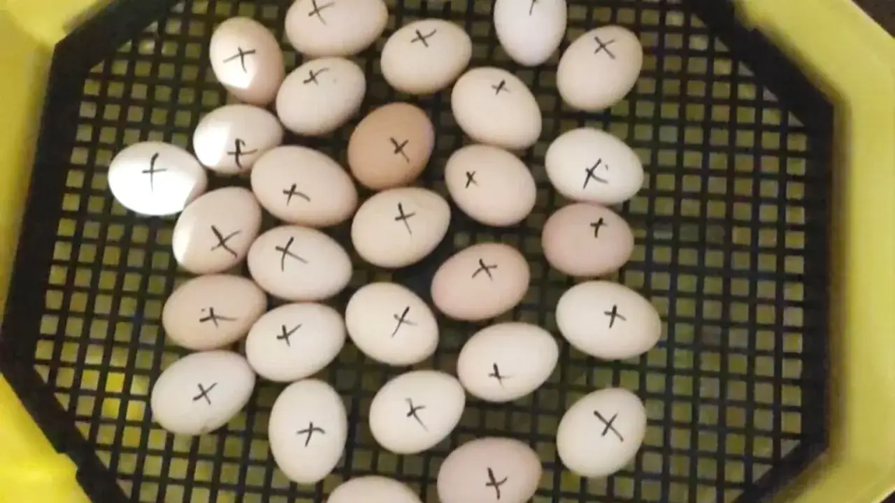 Jajka do inkubatora z zaznaczonymi krzyżykami, gotowe do wylęgu.