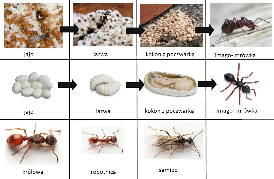 Jak rozmnażają się mrówki? Sekrety ich fascynującego cyklu życia