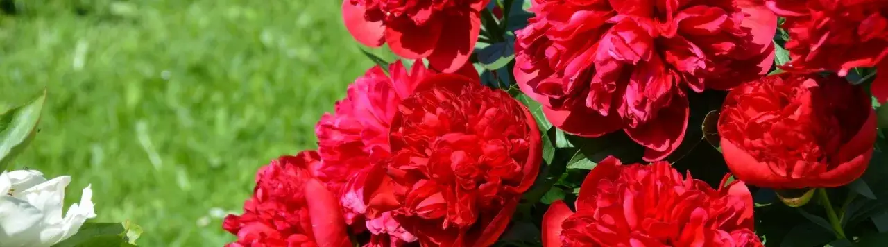 Kiedy jest sezon na piwonie? Odkryj najlepszy czas na kwitnienie