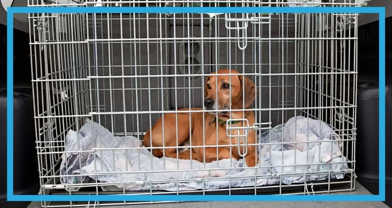 Bezpieczny transport dla psa: Jak zapewnić komfort i ochronę podczas podróży