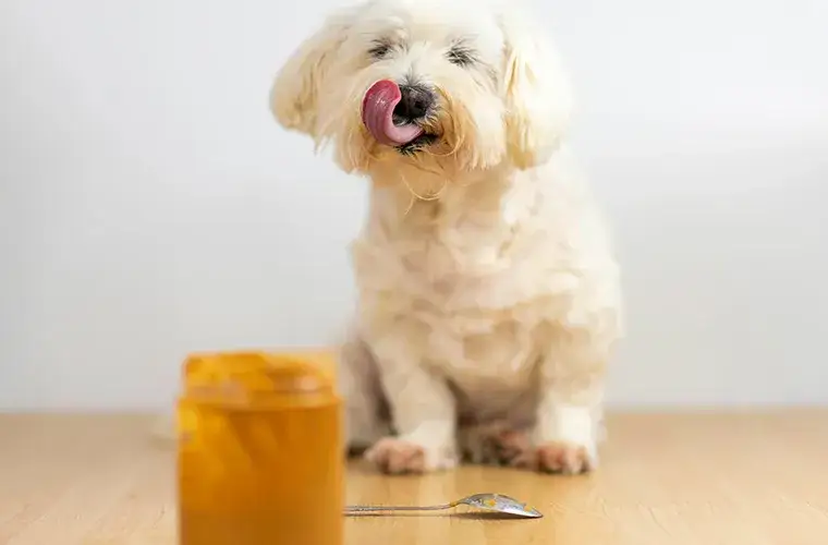 Czy pies może jeść fistaszki? Uważaj na alergie i zagrożenia!