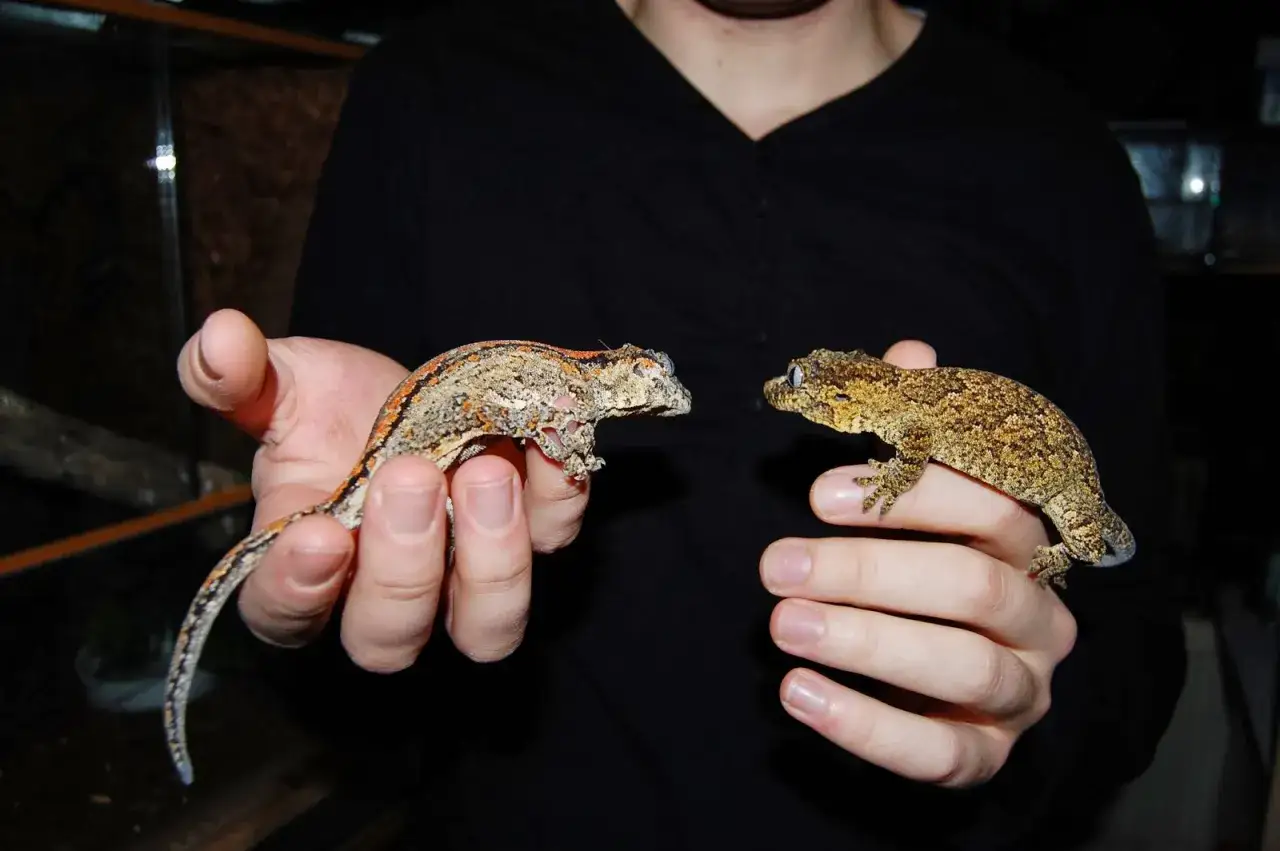 Jak odróżnić samca od samicy gekona orzęsionego - kluczowe cechy