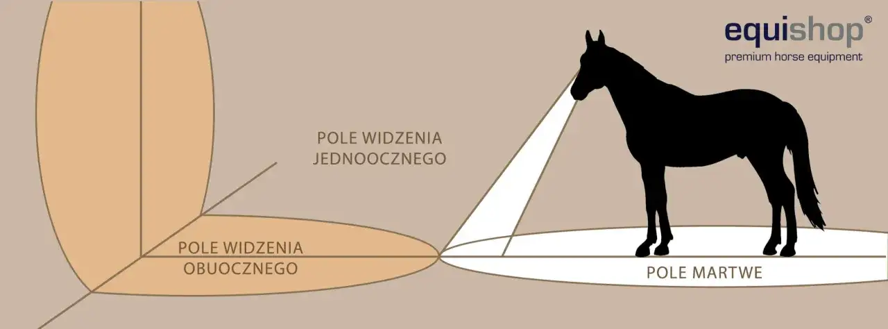 Wzrok konia: Jakie kolory widzi i dlaczego to ważne dla Ciebie?