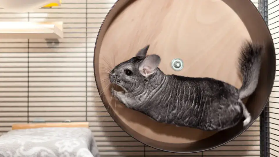 Jaka klatka dla szynszyla: wszystko o wymiarach i wyposażeniu w 2025 roku