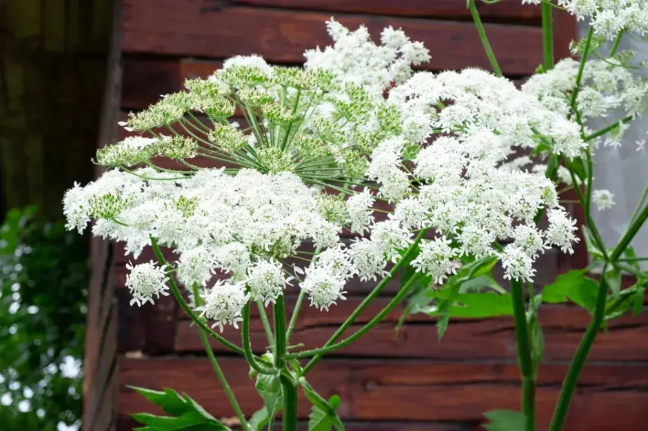 Chwast sosnowskiego: jak uniknąć niebezpieczeństw i skutków kontaktu