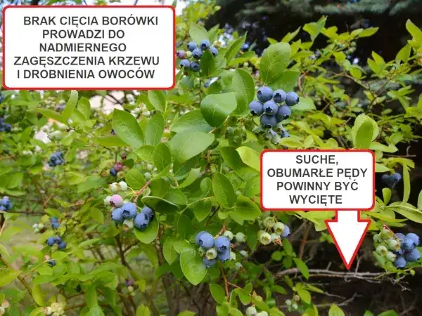 Jak przycinać borówkę amerykańską? Poradnik krok po kroku