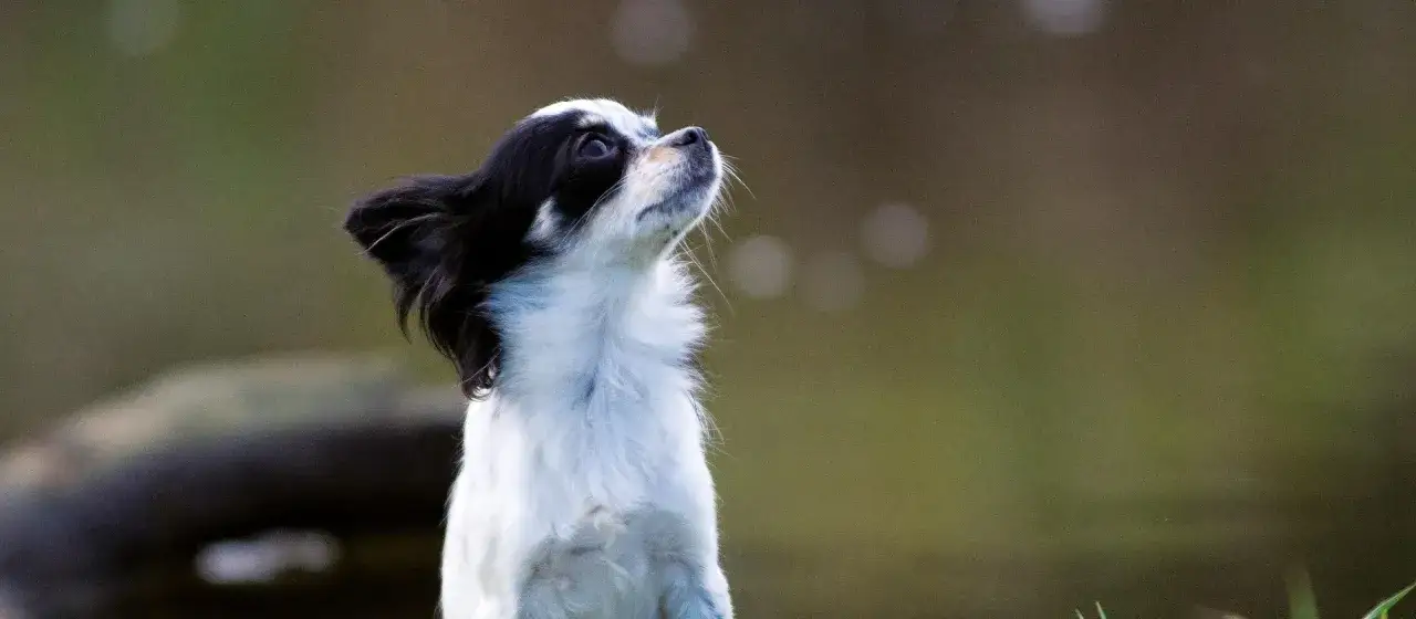 Czekolada dla kota to trucizna! Jak rozpoznać zatrucie i reagować?