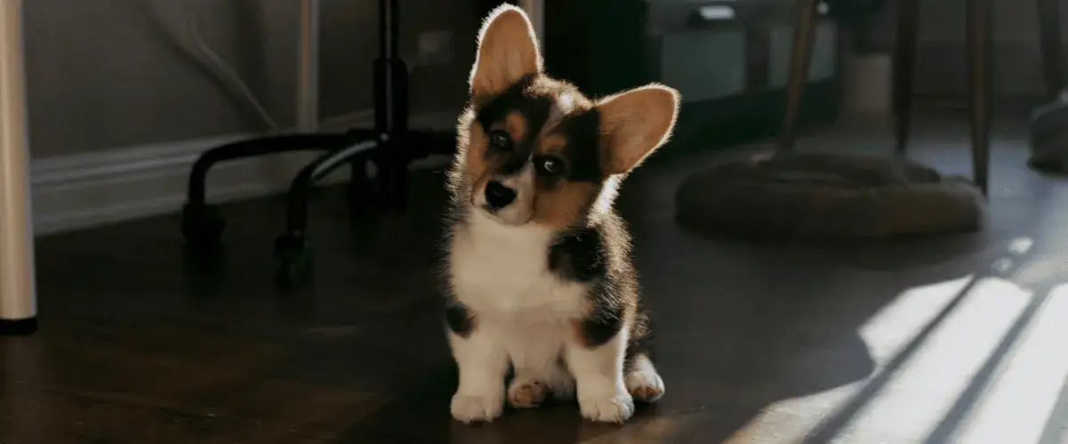 Wie viel Welpen bekommt ein Hund? Überraschende Fakten zur Wurfgröße