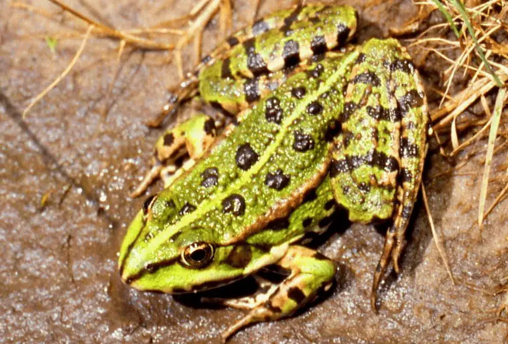 Czy żaba naprawdę przynosi szczęście? Symbolika i przesądy o żabach w kulturze