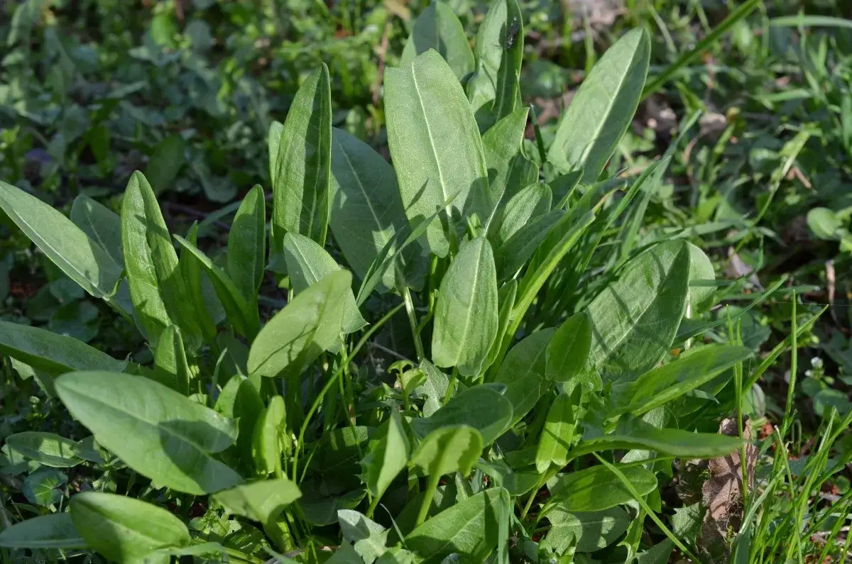 Kiedy sezon na szczaw? Odkryj najlepszy czas na zbiór i smak