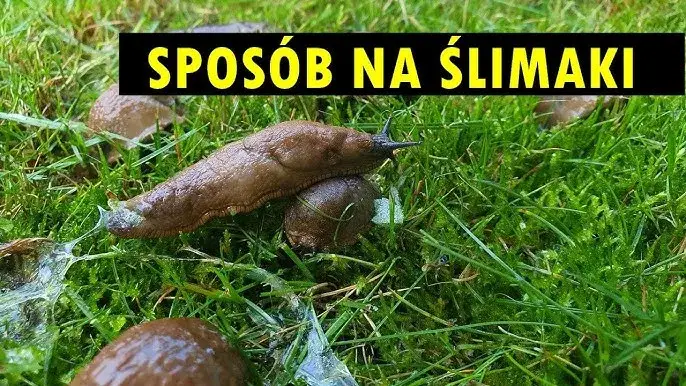 Jak zwalczyć ślimaki w ogrodzie? Skuteczne metody i porady