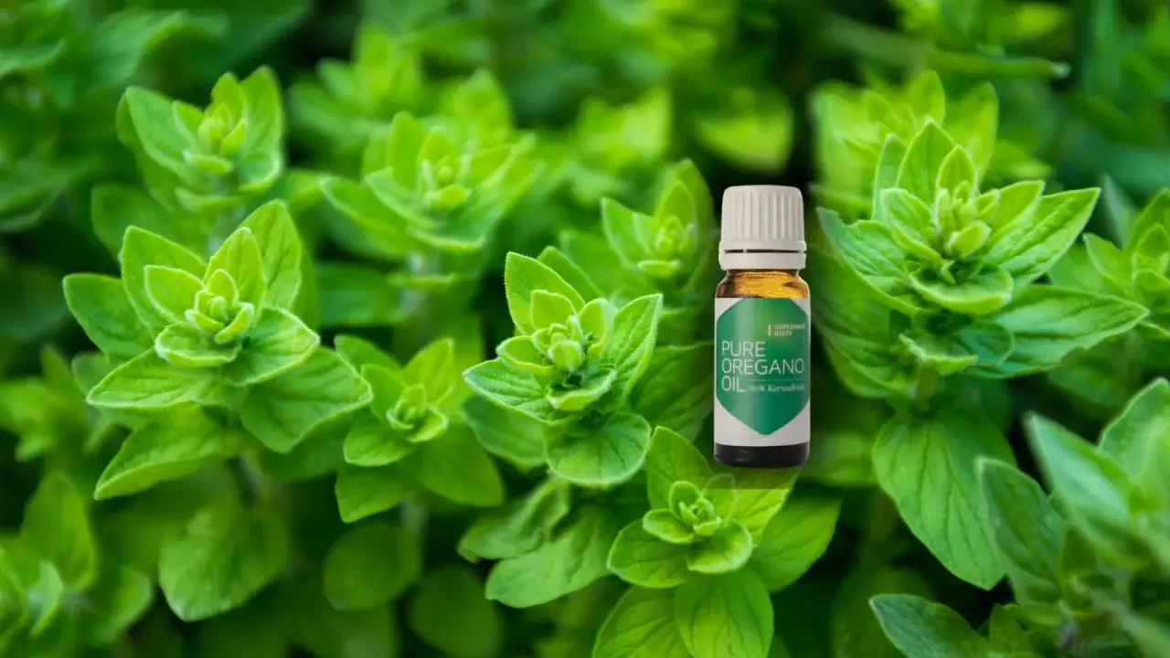 Olejek z oregano: Jak wybrać skuteczny i bezpieczny? Poradnik