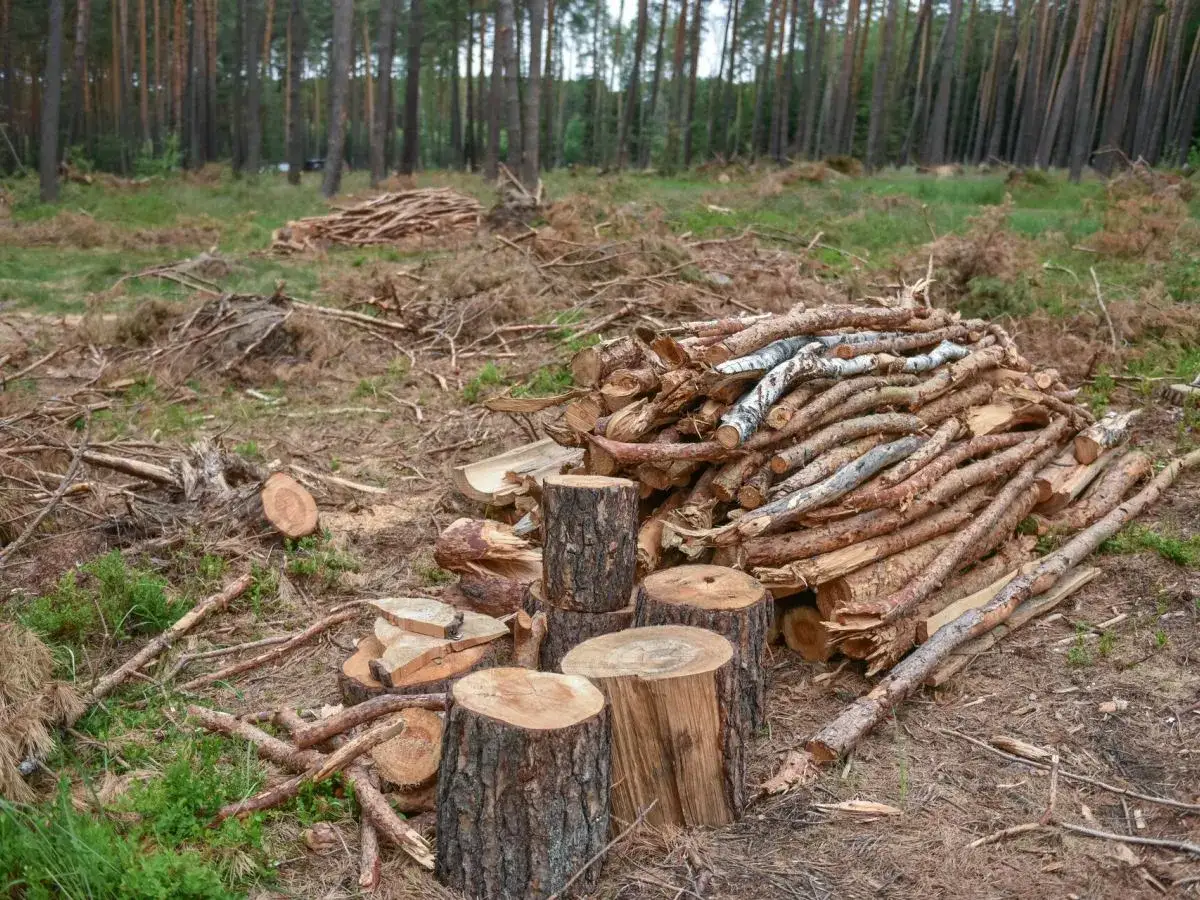 Czy można zbierać drewno w lesie? Poznaj legalne zasady