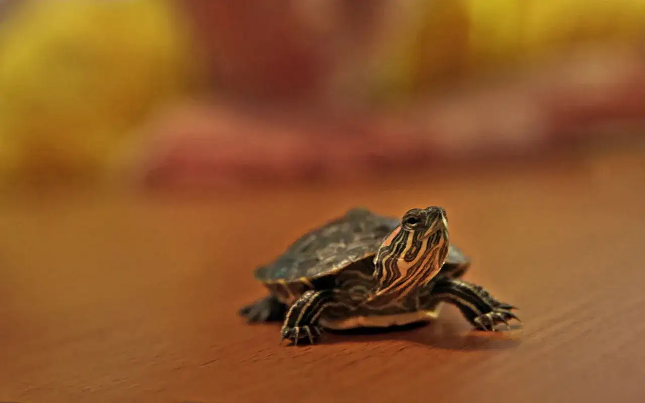 Jakiego żółwia kupić do domu, aby uniknąć problemów zdrowotnych?
