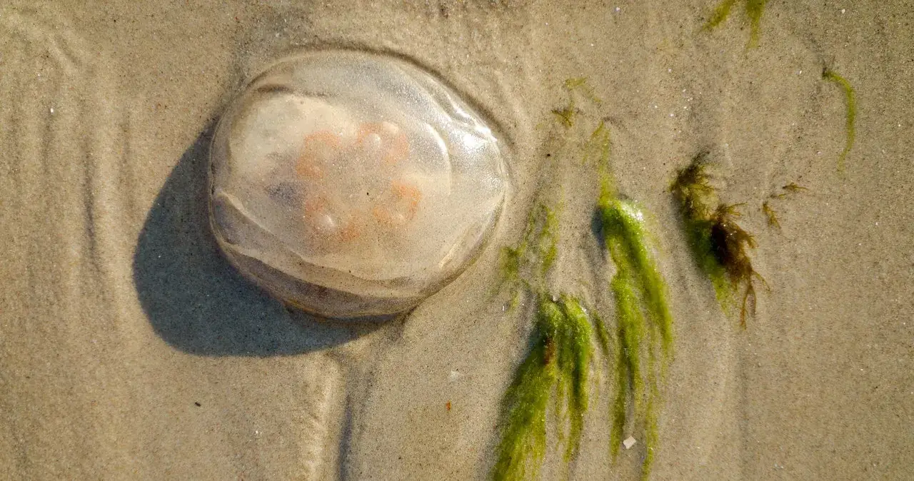 Czy meduzy w Bałtyku parzą? Dowiedz się, które są groźne dla Ciebie