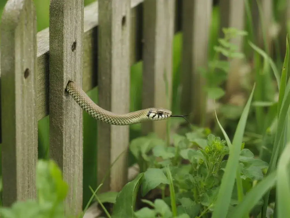 Jak pozbyć się zaskrońca z działki i uniknąć nieprzyjemności