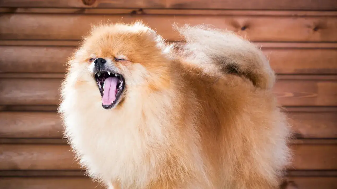 Puszysty szpic ziewający szeroko. Dowiedz się, co zrobić, żeby psu nie śmierdziało z pyska, i zapewnij mu świeży oddech.