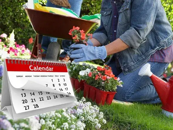 Jakie kwiaty sadzimy w maju? Odkryj najlepsze rośliny na wiosnę