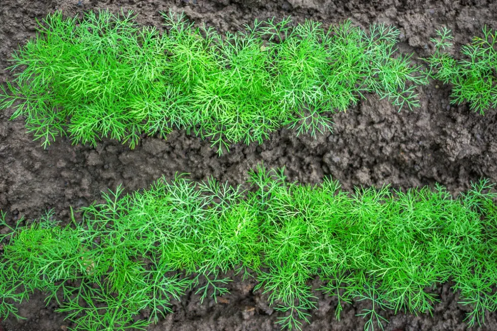 Kiedy siać koperek? Kalendarz siewu na świeże zbiory cały rok!