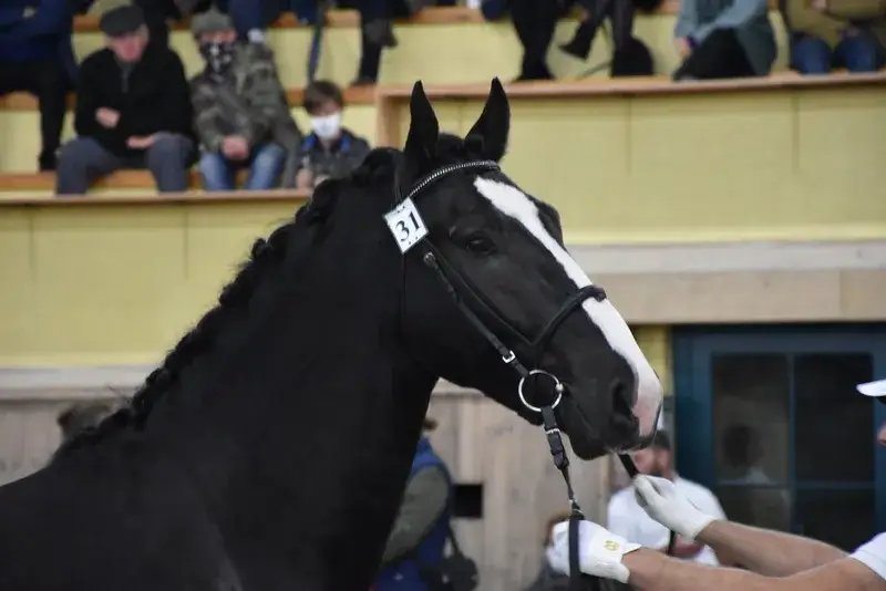 Stadnina Koni Dębno Adam Lachera - wyjątkowe usługi jeździeckie i hodowlane