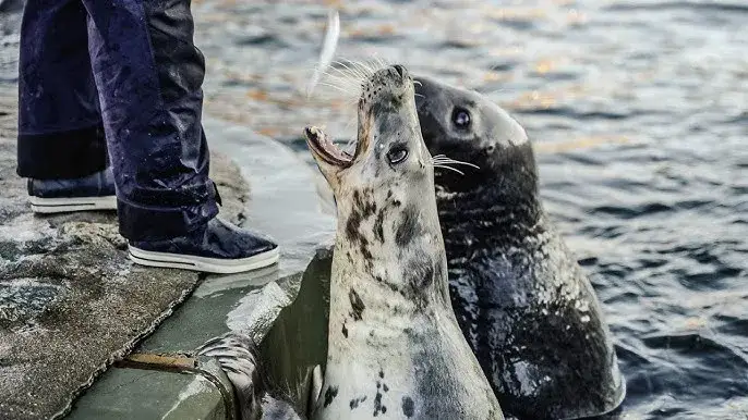 Czy w Bałtyku są foki? Odkryj tajemnice ich życia i ochrony