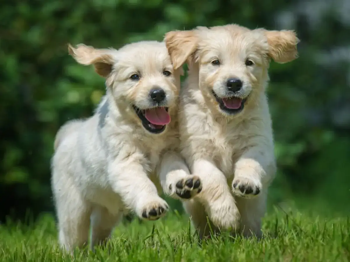 Czy golden retriever uczula? Sprawdź, zanim podejmiesz decyzję