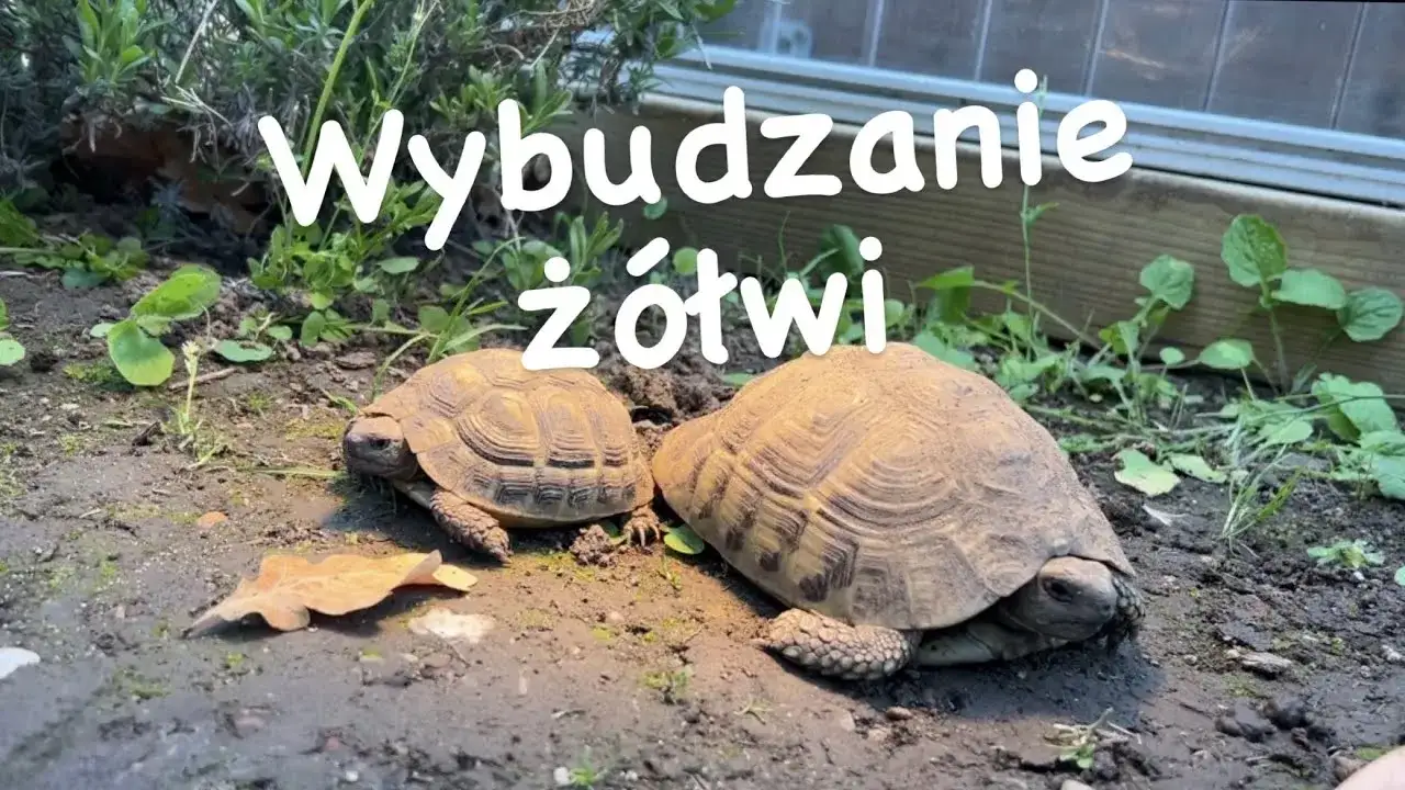 Hibernacja żółwia: poradnik krok po kroku. Czy Twój pupil jej potrzebuje?
