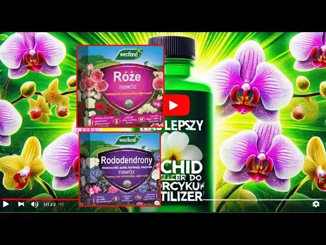 Jaki nawóz do storczyków? Wybierz idealny i uniknij błędów!