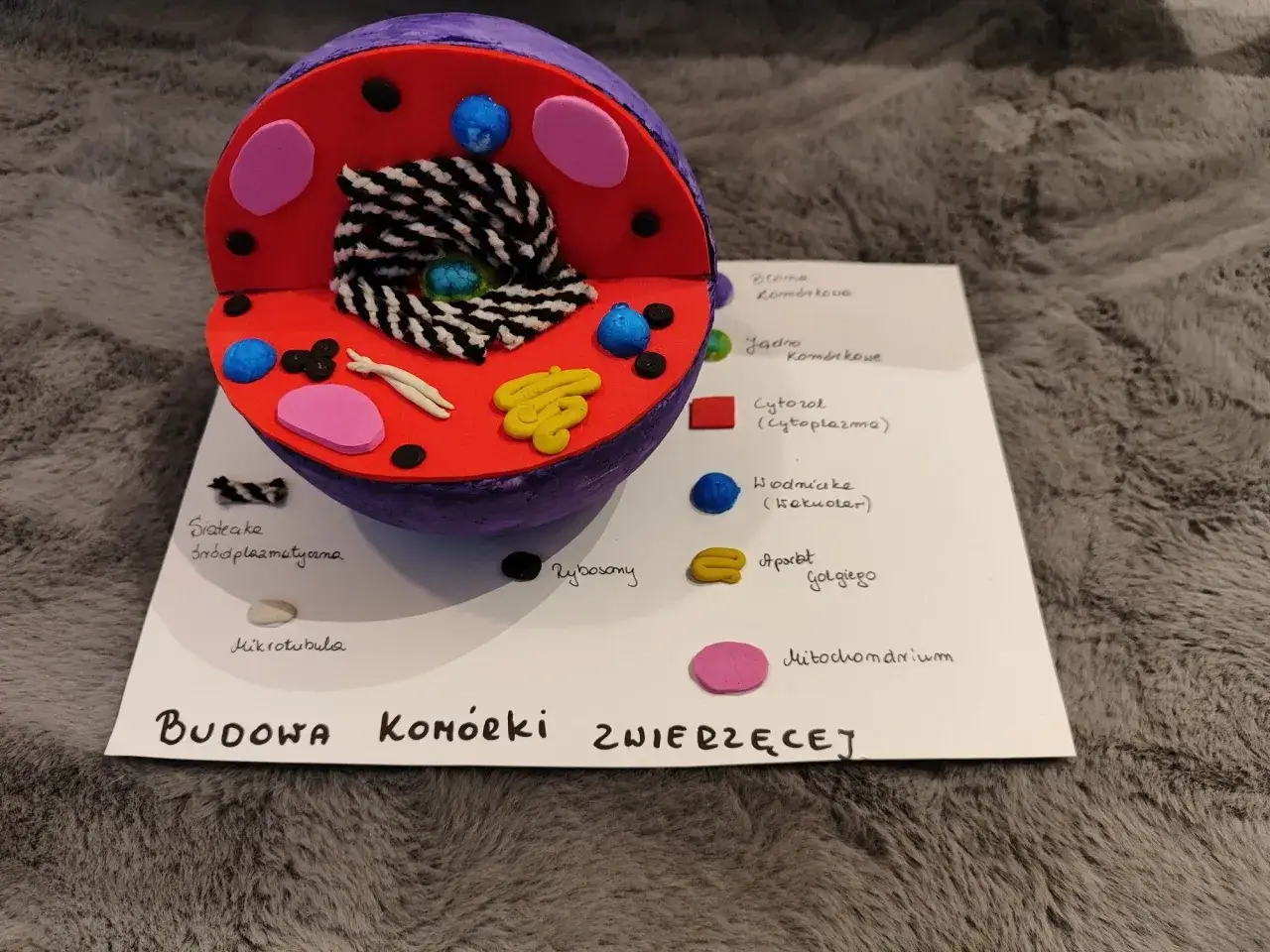 Kolorowy model komórki zwierzęcej z widocznymi organellami, takimi jak jądro, mitochondria i aparat Golgiego.