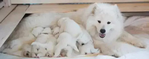 Ile suka karmi szczeniaki? Kluczowe informacje o karmieniu szczeniąt