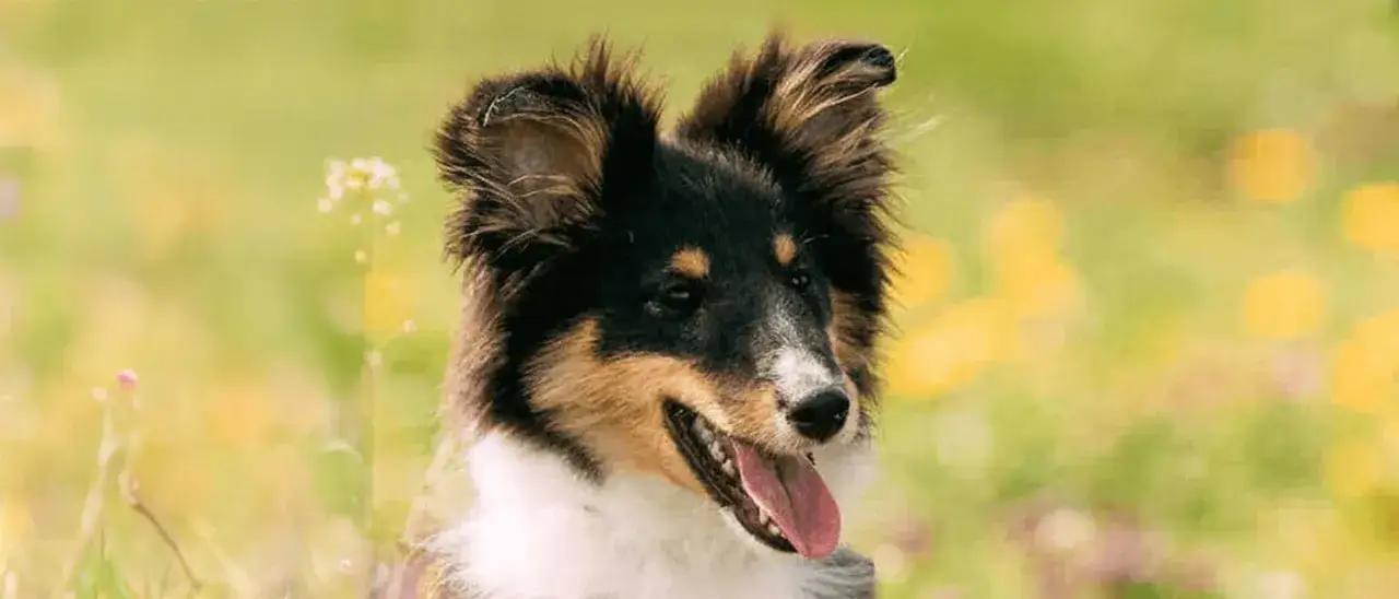 Jak zrobić karmę dla psa, by zapewnić mu zdrowie i radość