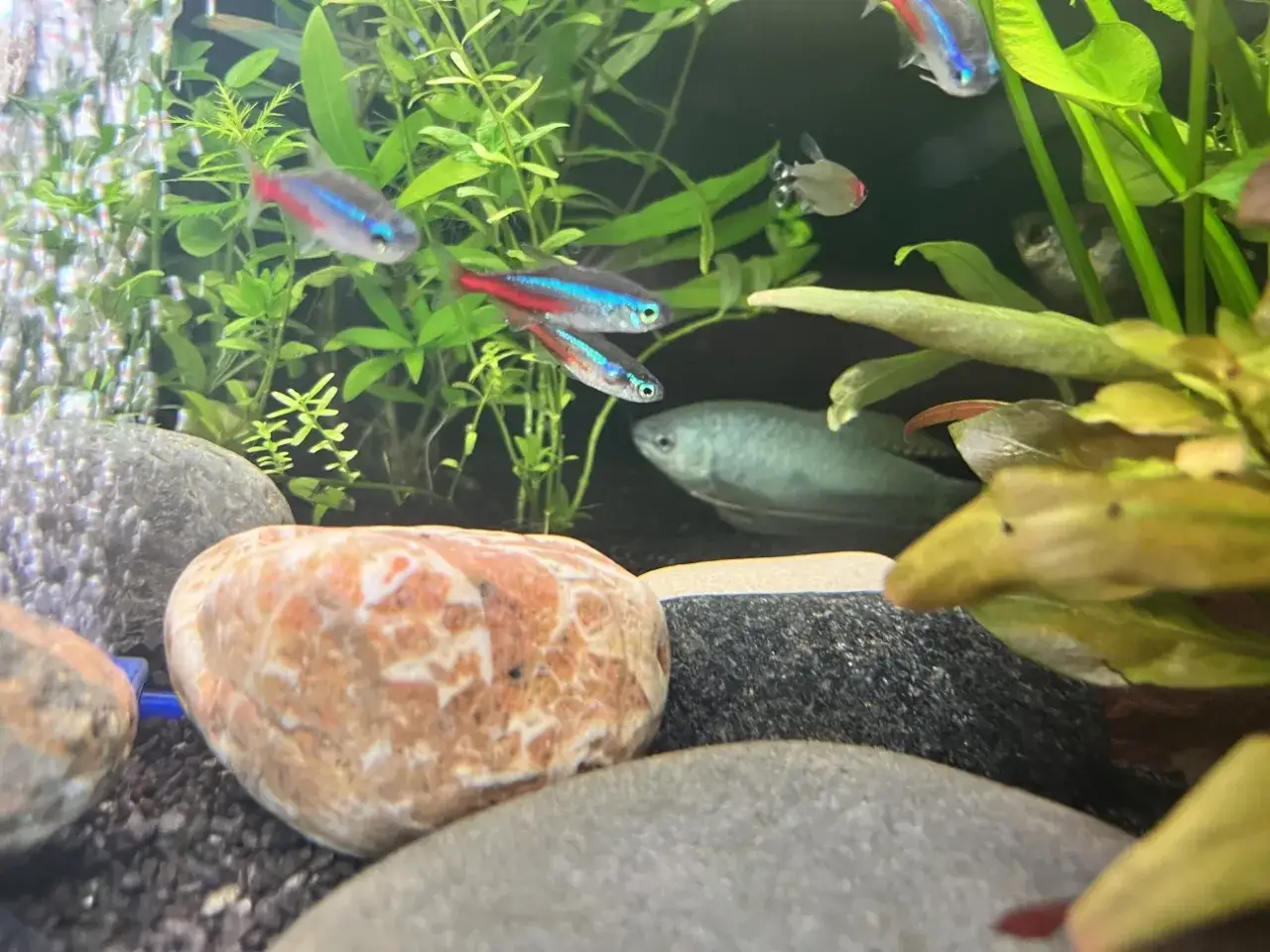 Jakie duże ryby z neonkami? Odkryj najlepsze towarzystwo dla nich