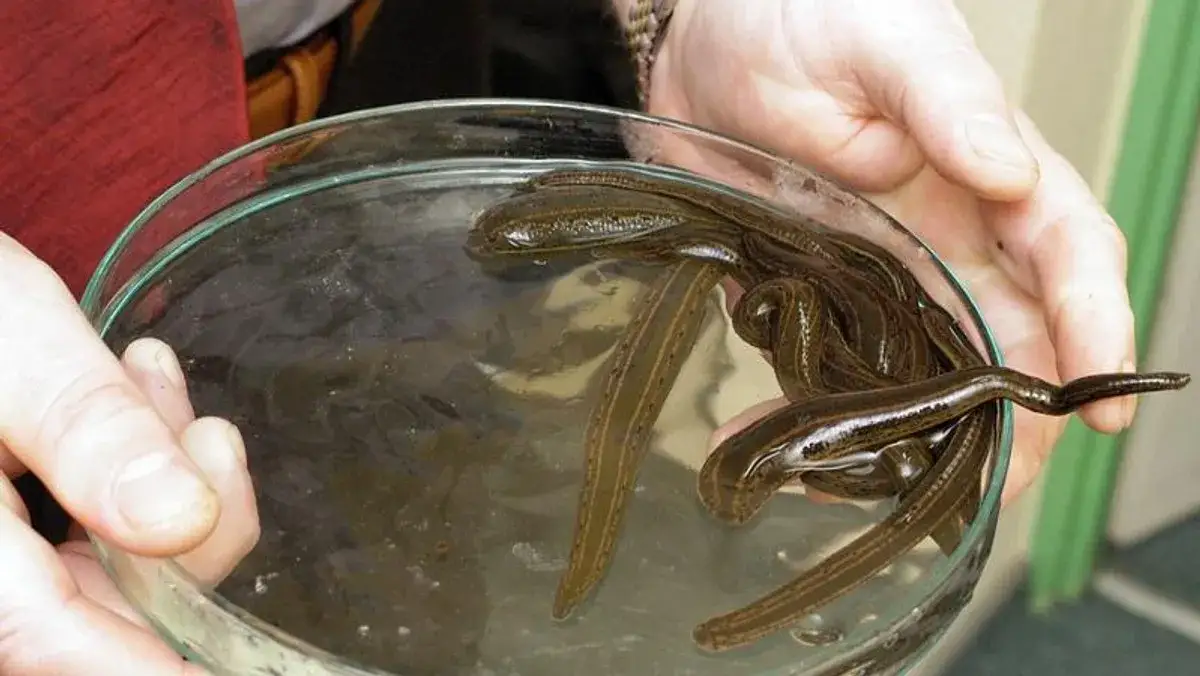 Jak rozmnażają się pijawki? Zaskakujące fakty o ich rozmnażaniu