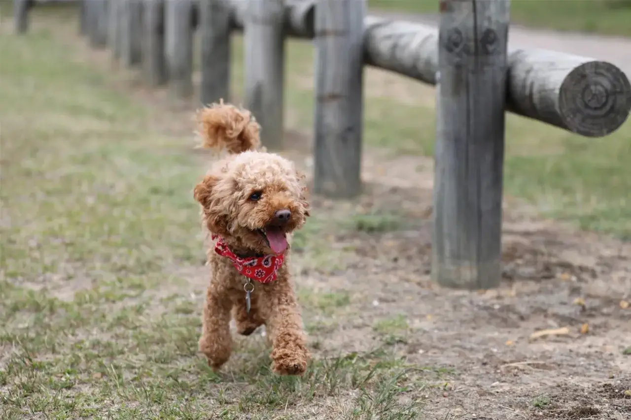 Radosny pudel toy miniaturka w czerwonej bandanie biega po trawie obok drewnianego płotu.