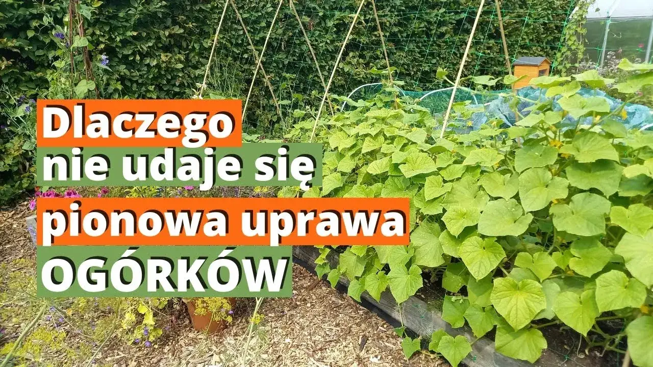 Pionowa uprawa ogórków: Sekrety maksymalnych plonów i miejsca
