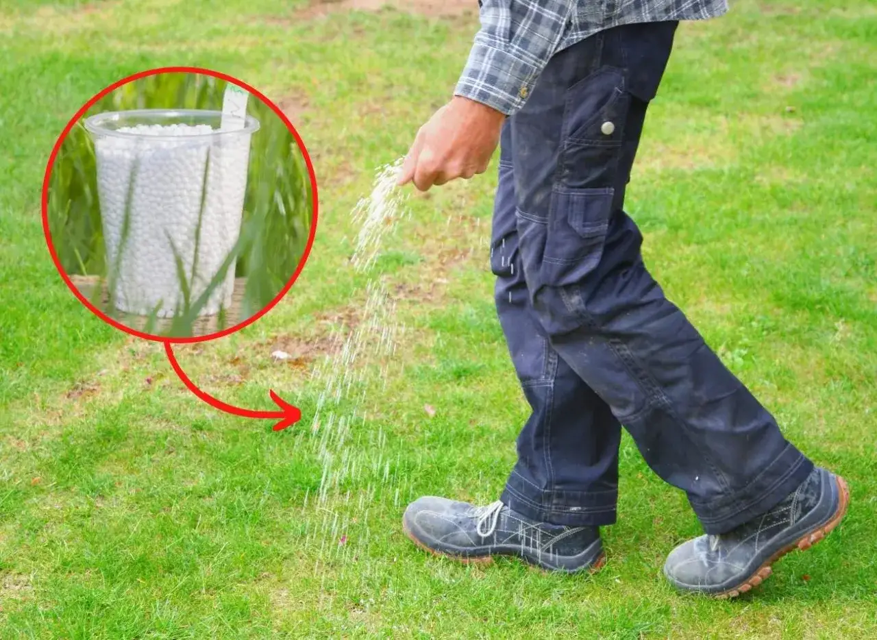 Kiedy wapnować trawnik? Poznaj idealny termin i uniknij błędów