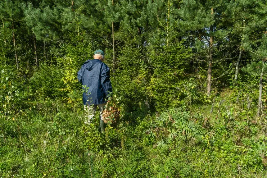 Szczecin: Gdzie na Grzyby? Sprawdzone Lasy i Porady Grzybiarza