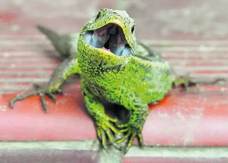 Czy jaszczurki gryzą ludzi? Prawda o ugryzieniach i ich skutkach