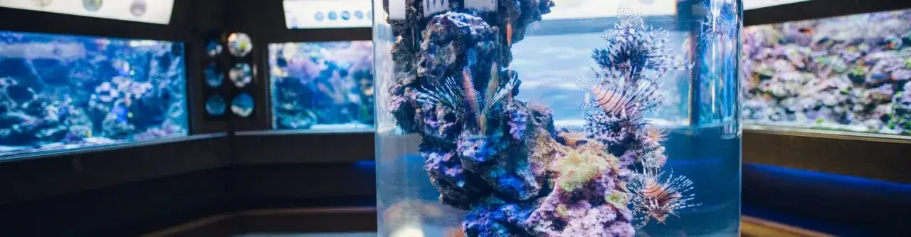 Akwarium Gdyńskie: Opinie, ceny. Jak zaplanować wizytę i uniknąć tłoku?